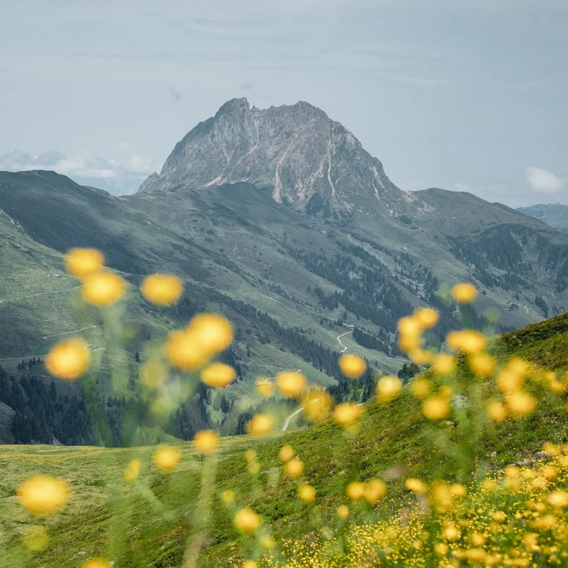 Bergsommer Bergsommer