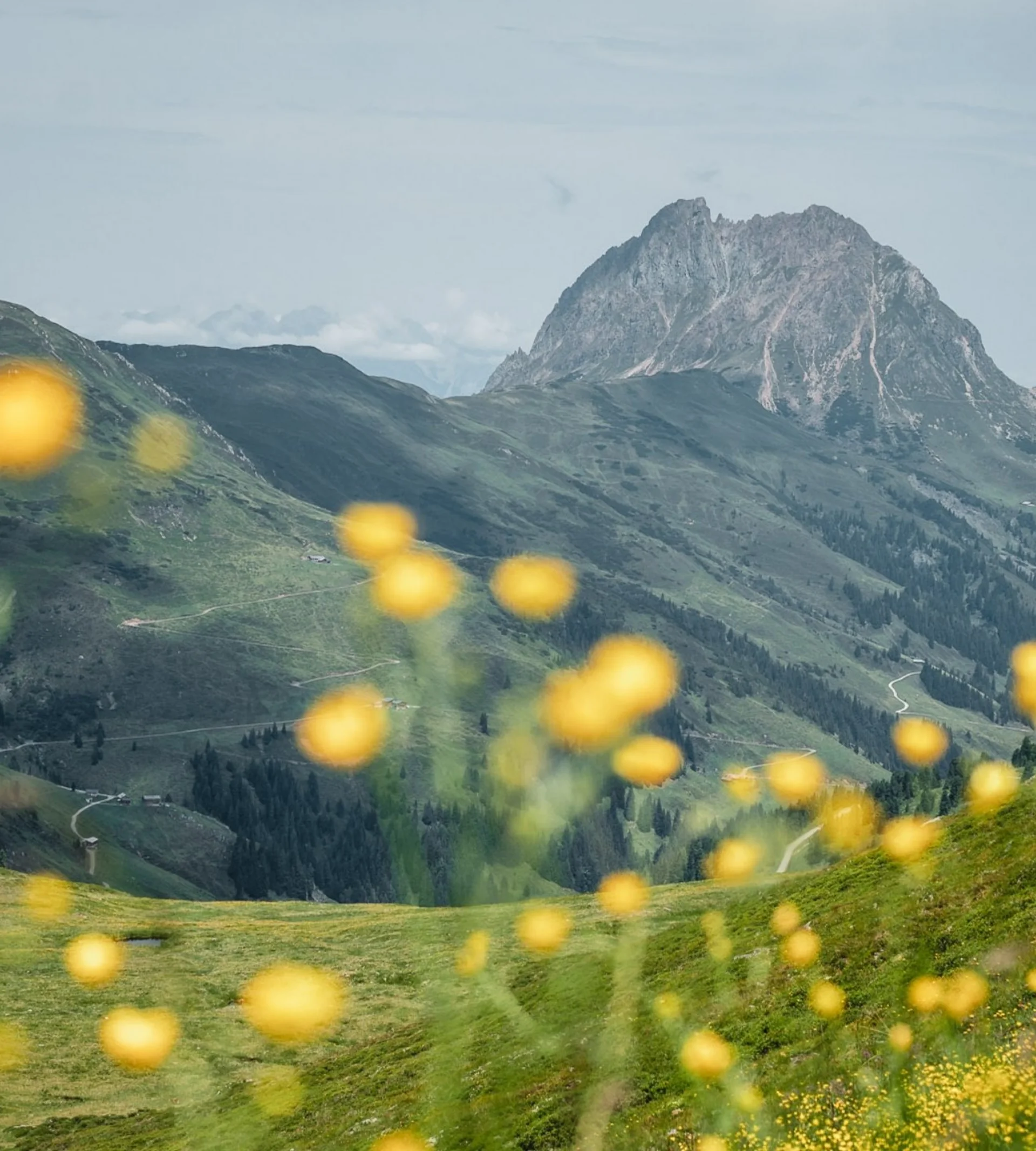 Bergsommer Blick auf grüne Berge mit gelben Blumen im Vordergrund und markantem Felsgipfel