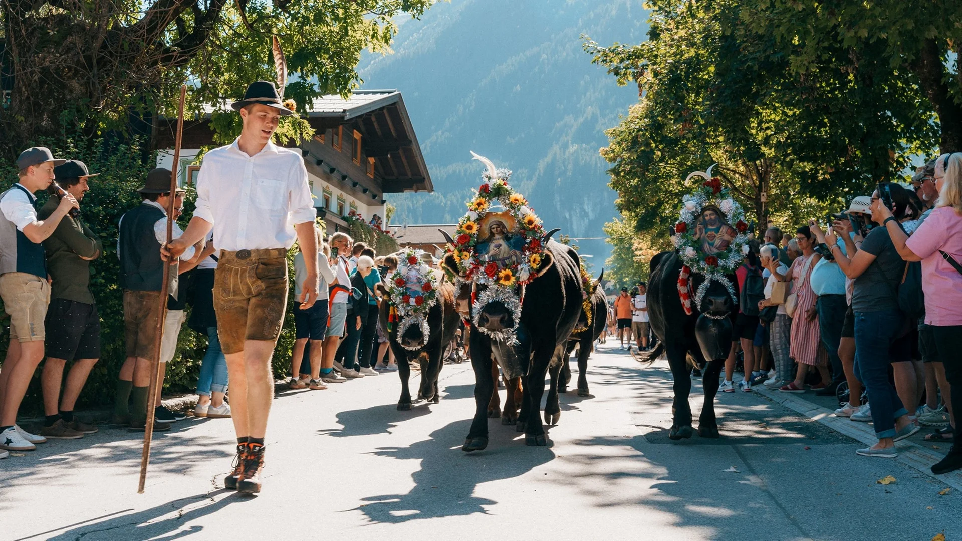 Salzburger Bauernherbst trifft auf Wild-Watching Festlich geschmückte Kühe ziehen bei einem Umzug durch eine von Zuschauern gesäumte Straße