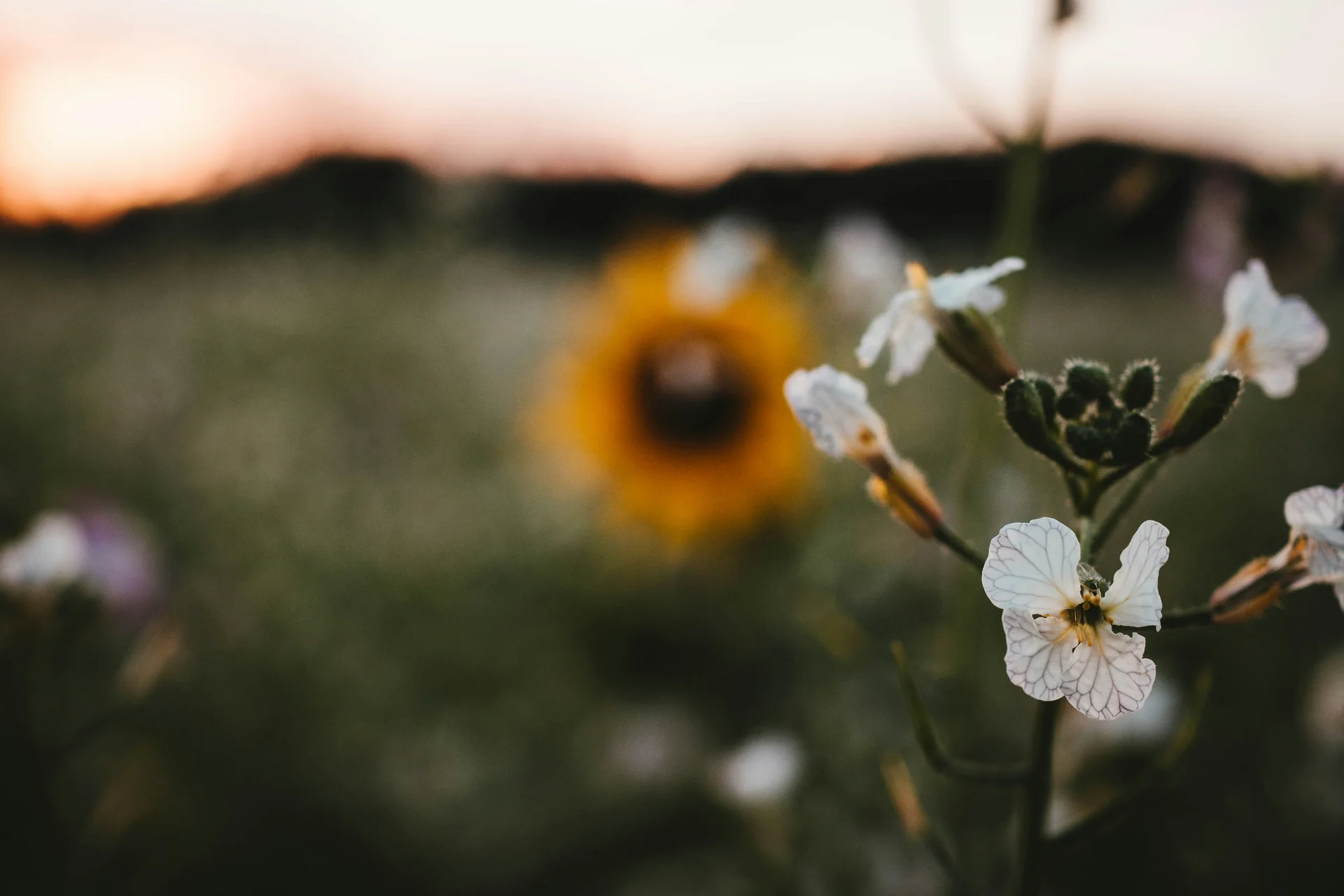 Nahaufnahme einer weißen Blume mit einem unscharfen Sonnenblumenfeld im Hintergrund