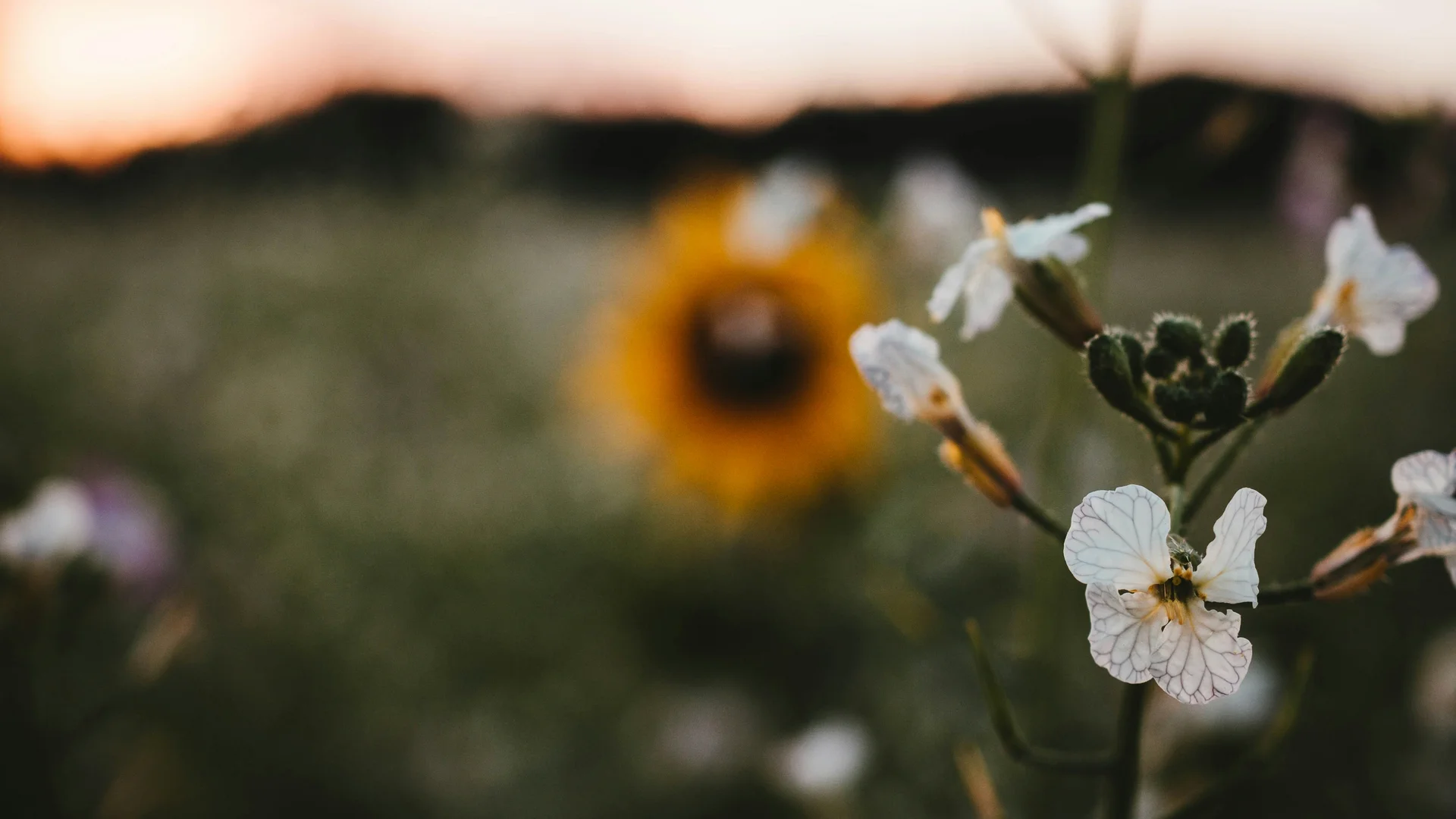 Nahaufnahme einer weißen Blume mit einem unscharfen Sonnenblumenfeld im Hintergrund
