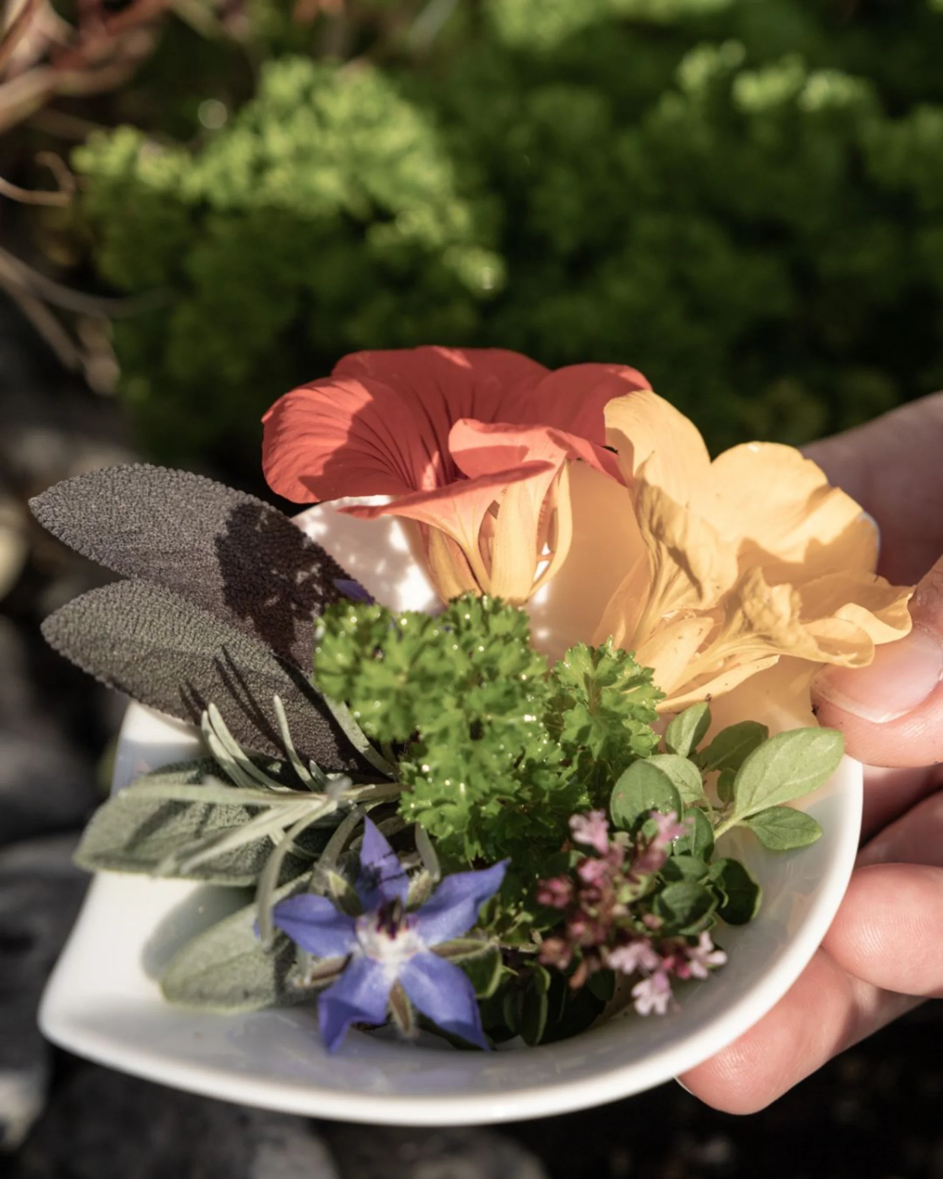 Colour Hunting Sommerchallenge Verschiedene frische Kräuter und Blüten auf einem Teller in Hand