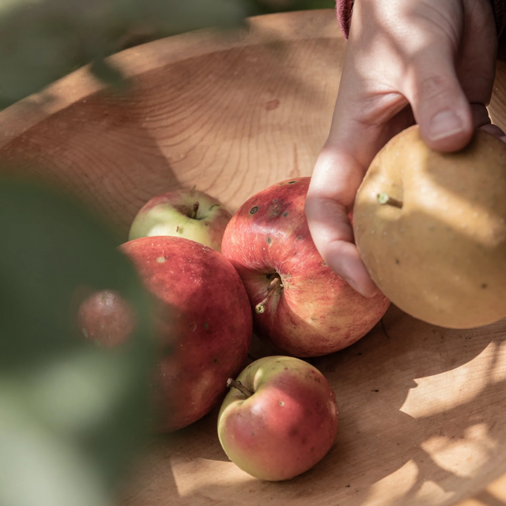 Apfel-Zimt-Marmelade Hand hält eine gelbe Birne über roten und grünen Äpfeln in einer Holzschale