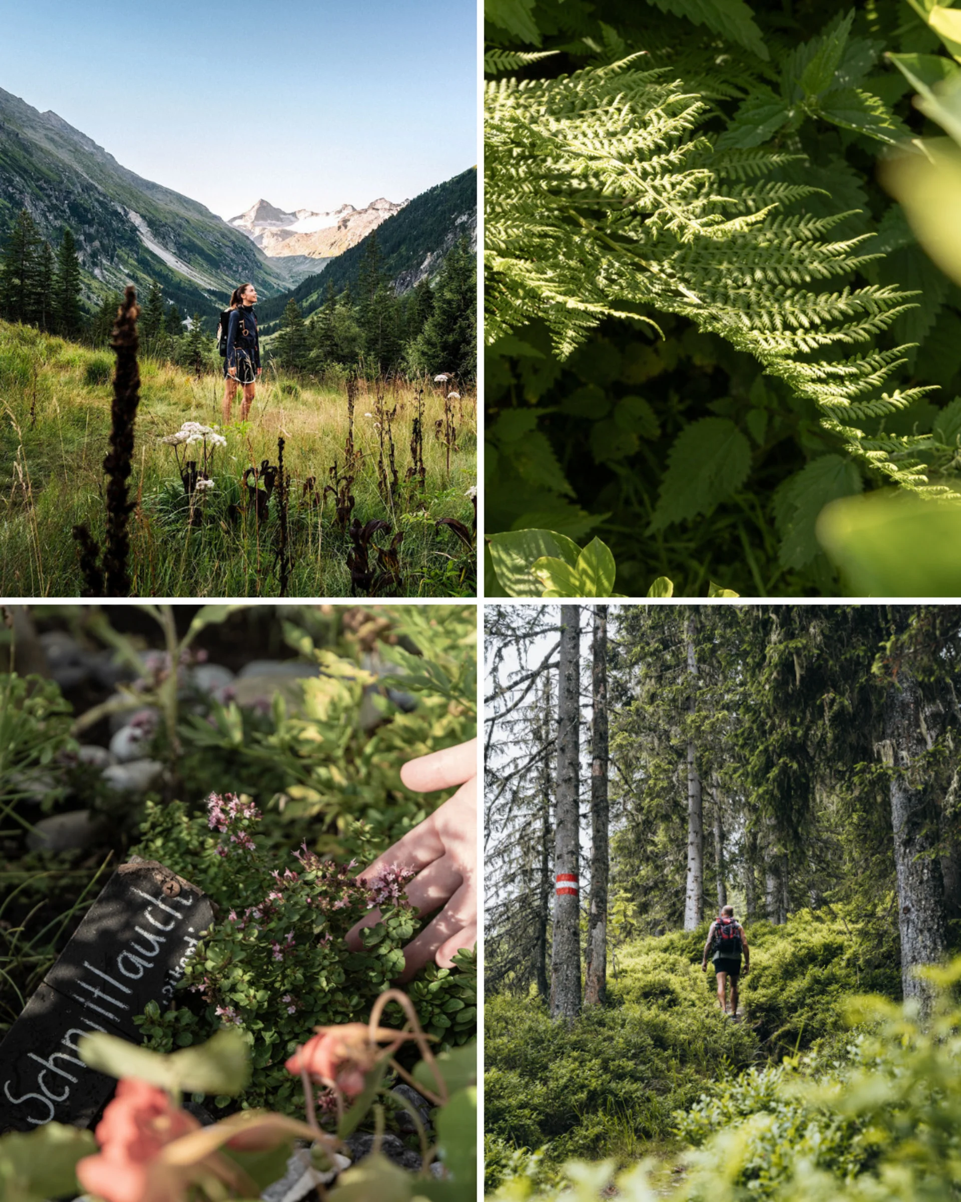 Colour Hunting Sommerchallenge Vier Bilder: Wanderer in den Bergen, Farnblätter, Heilpflanze und Wanderer im Wald